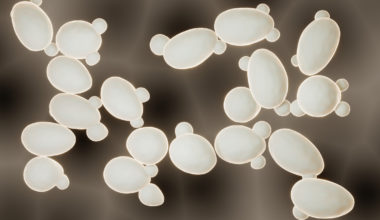 Sacharomyces cerevisiae yeast