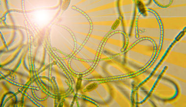 MIT scientists estimate that oxygenic photosynthesis — the ability to turn light and water into energy, releasing oxygen— first evolved on Earth between 3.4 and 2.9 billion years ago.