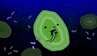 In the dark ocean, a cartoon illustration shows a green oval microbe Prochlorococcus eating a dead purple microbe that looks like a Cheeto. A few other microbes appear in background.